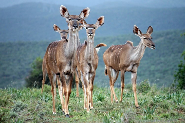 Addo Elephant National Park, Zuid-Afrika